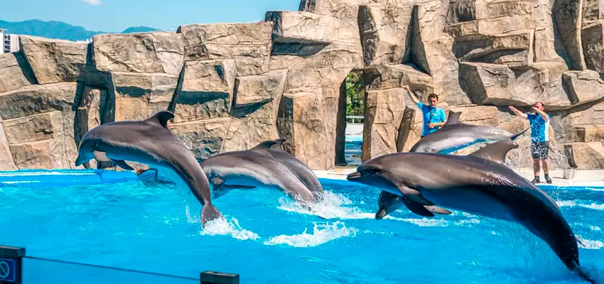 Batumi Dolphinarium
